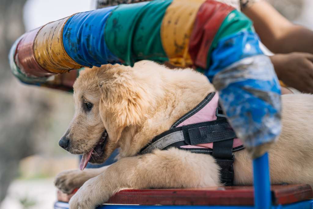 Golden retriever assistance dog wearing a harness in a colorful playground.