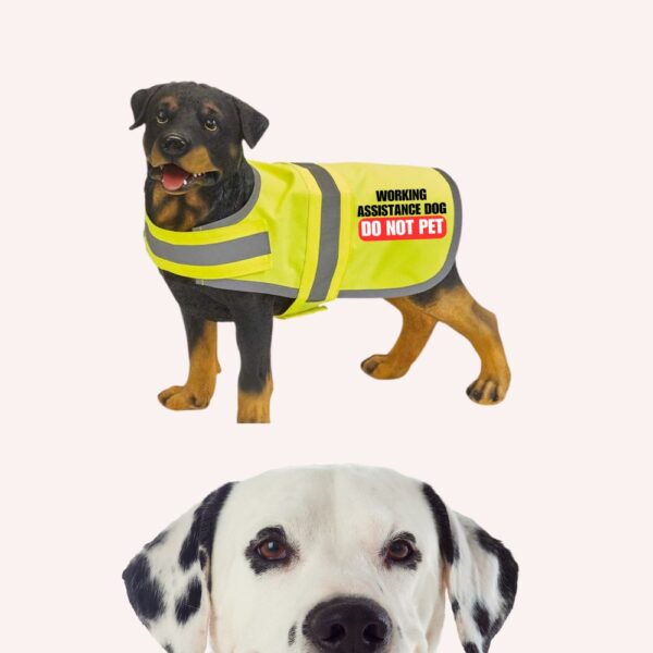 Assistance Dog Vests & Wearables