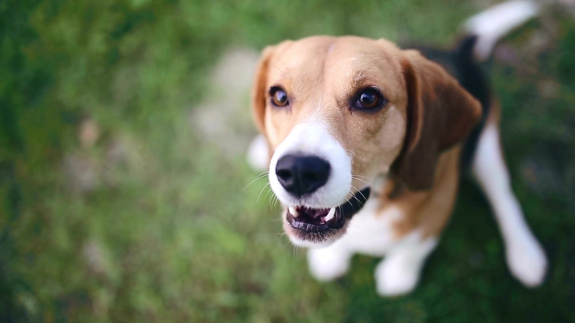 Adr Dog Assistance Dog Registry UK | ID Cards, Profiles & Handler Tools