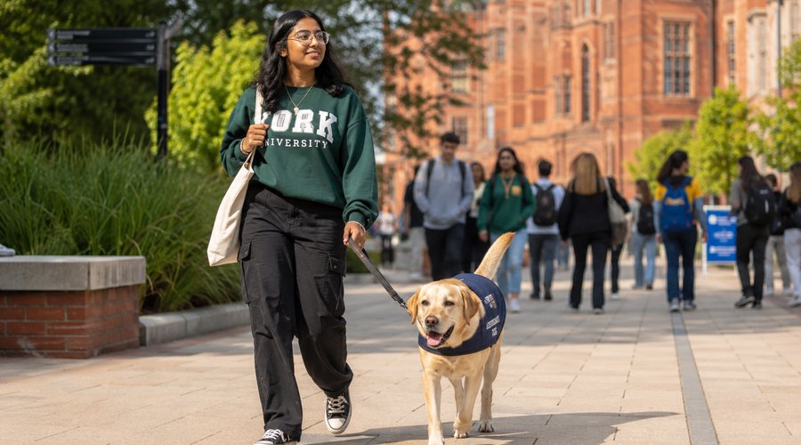 A student walking on a UK university campus with her owner-trained labrador assistance dog in a navy service vest