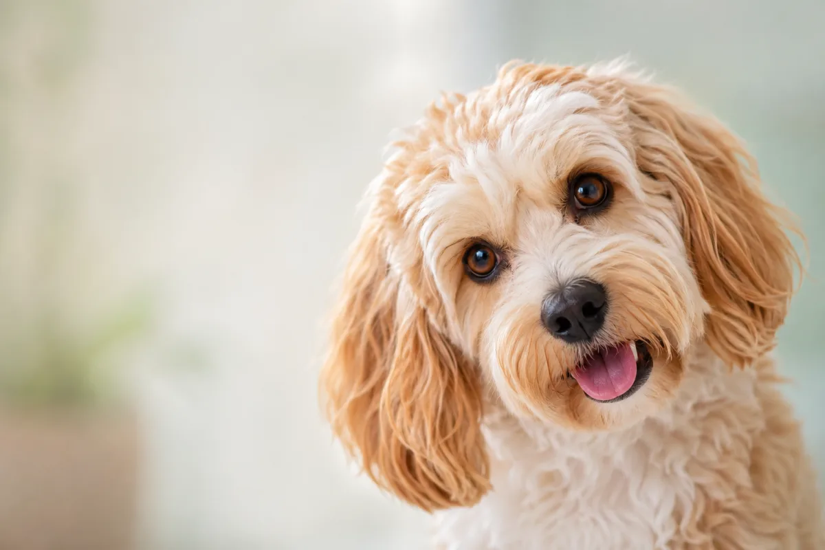 A happy cream Cavapoo tilting its head, shown on the dog age calculator