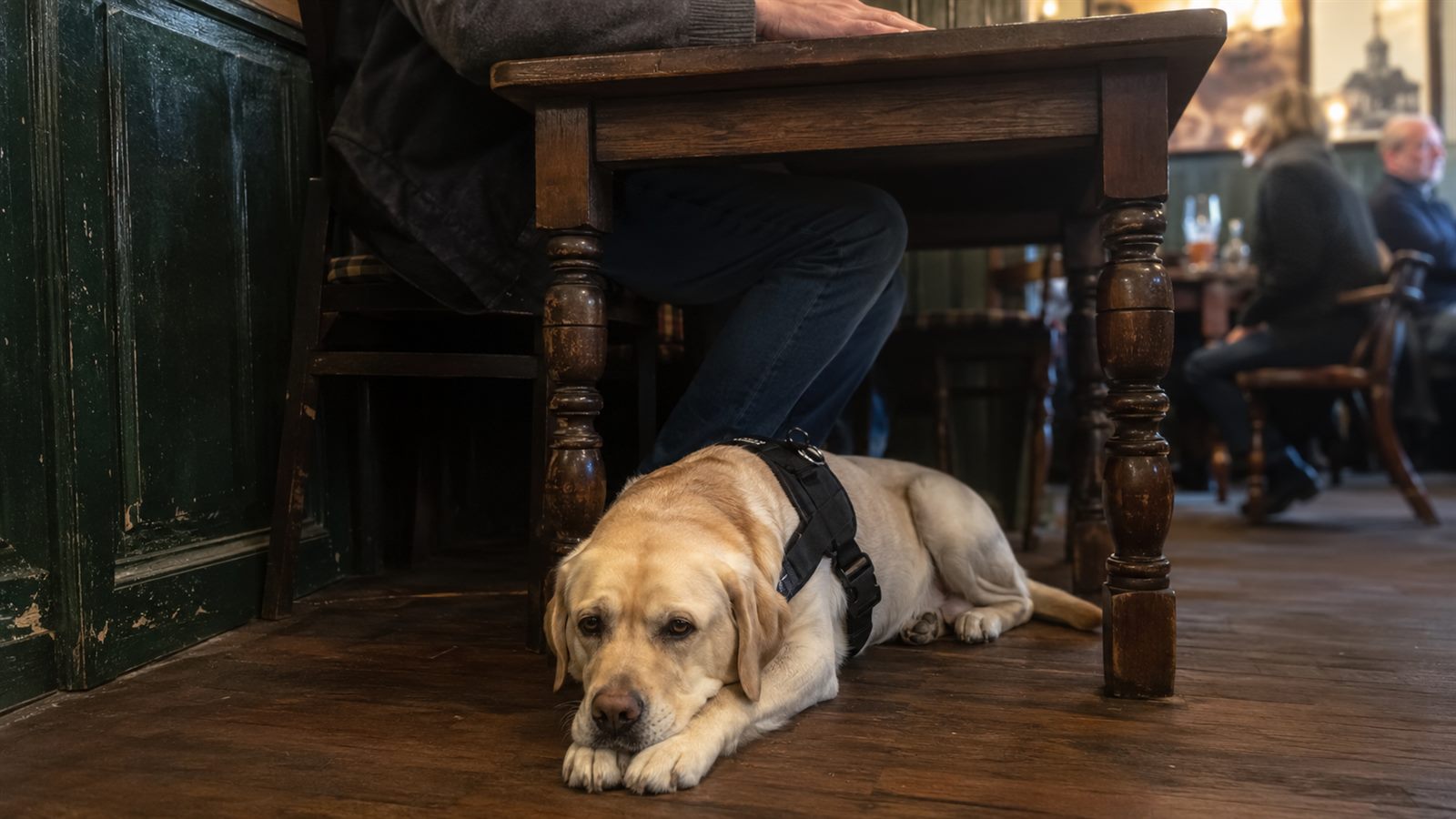 Assistance dog settled quietly under a table in a British pub